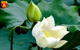 Dịu dàng mùa sen Hà Nội